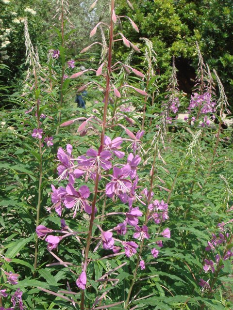 Epilobium angustifolium fleur